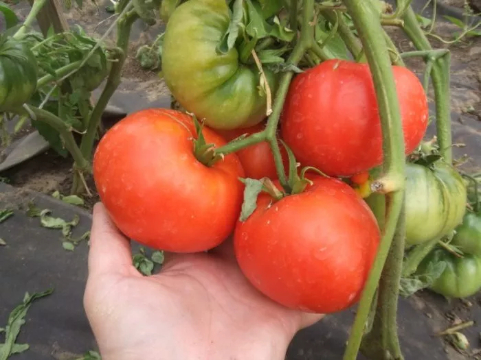 barhatnyy-sezon-main-171907