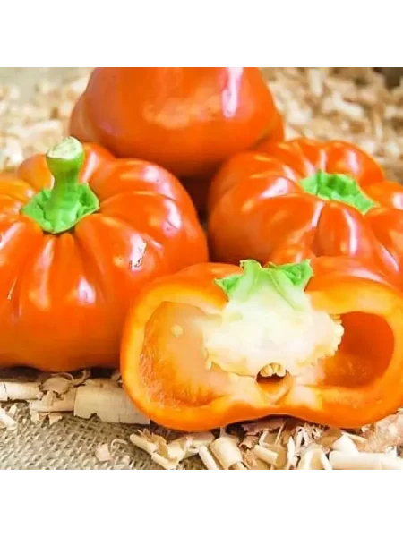 baron-oranzhevyy-2-181402