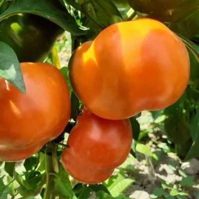 baron-oranzhevyy-7-181402