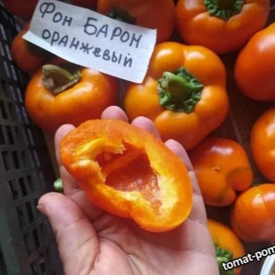 baron-oranzhevyy-8-181402