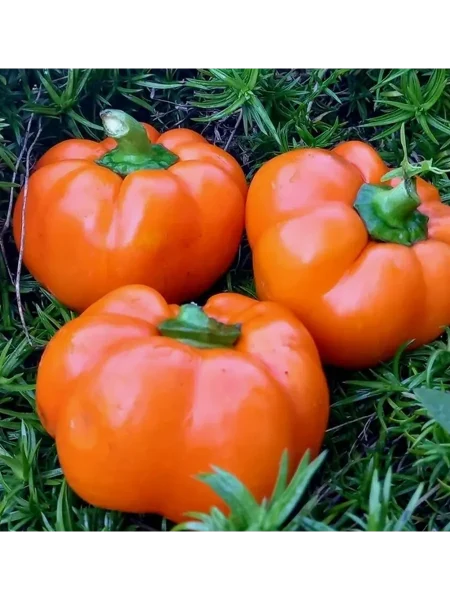 baron-oranzhevyy-main-181402