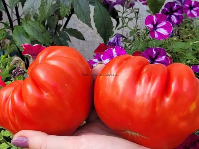 basadzhaun-main-176027