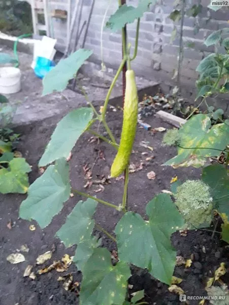 belaya-anakonda-2-199724