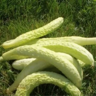 belaya-anakonda-5-199724