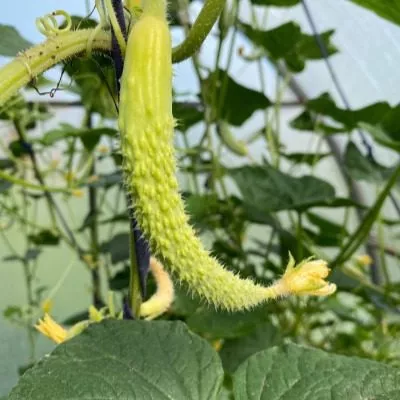 belaya-anakonda-main-199724