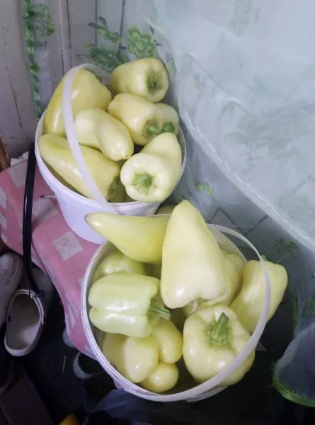 belye-nochi-3-185395