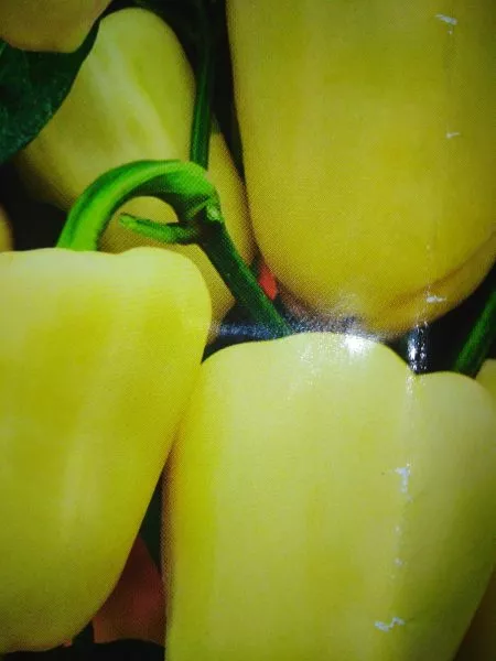 belye-nochi-4-185395