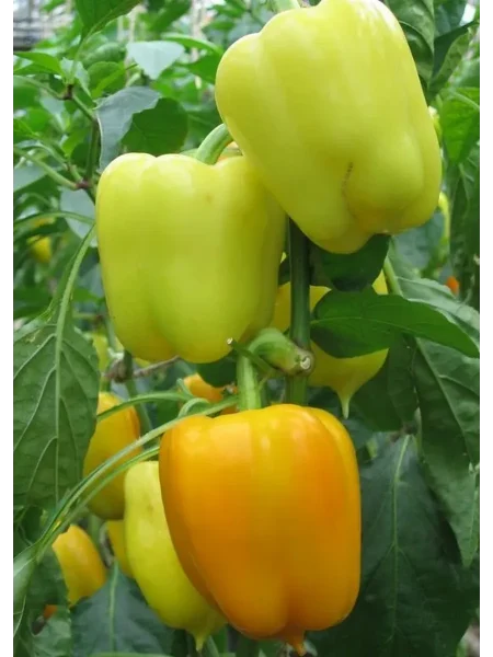 belye-nochi-5-185395