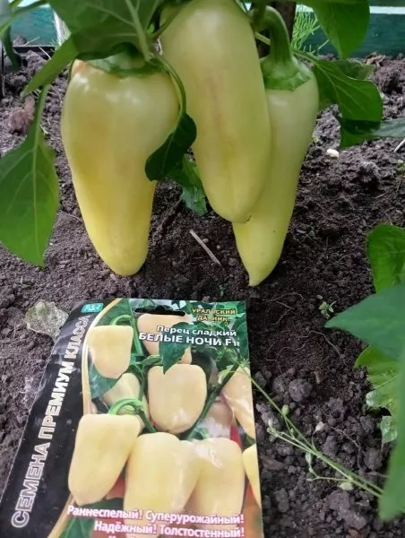 belye-nochi-6-185395