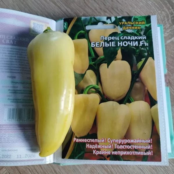 belye-nochi-7-185395