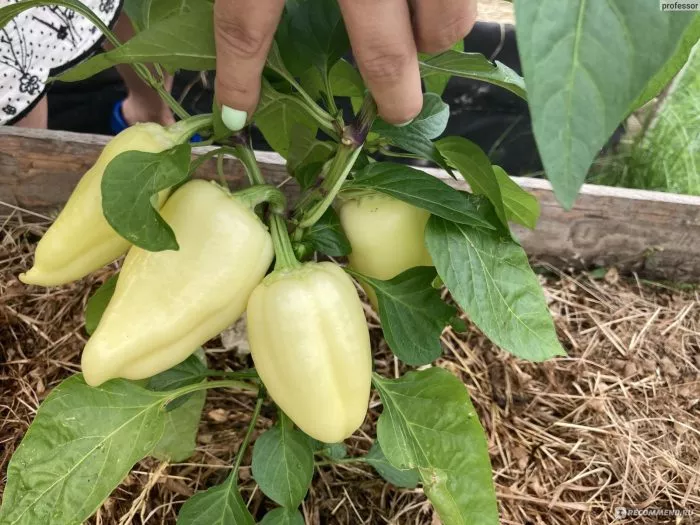 belye-nochi-8-185395