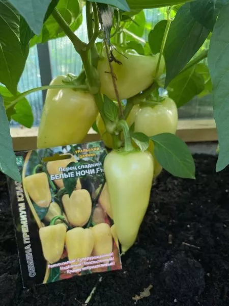 belye-nochi-main-185395