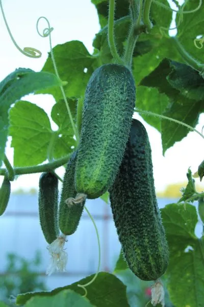 bimbo-star-main-196955