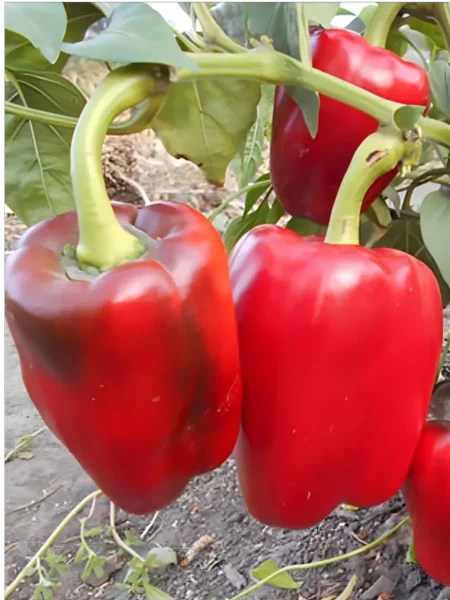 bolshaya-peremena-main-182490