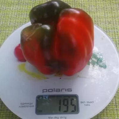 bolshoy-kush-5-190548