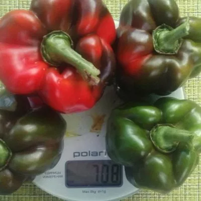 bolshoy-kush-6-190548