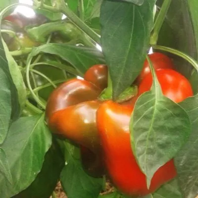 bolshoy-kush-main-190548