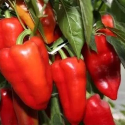 bolshoy-nachalnik-4-179415