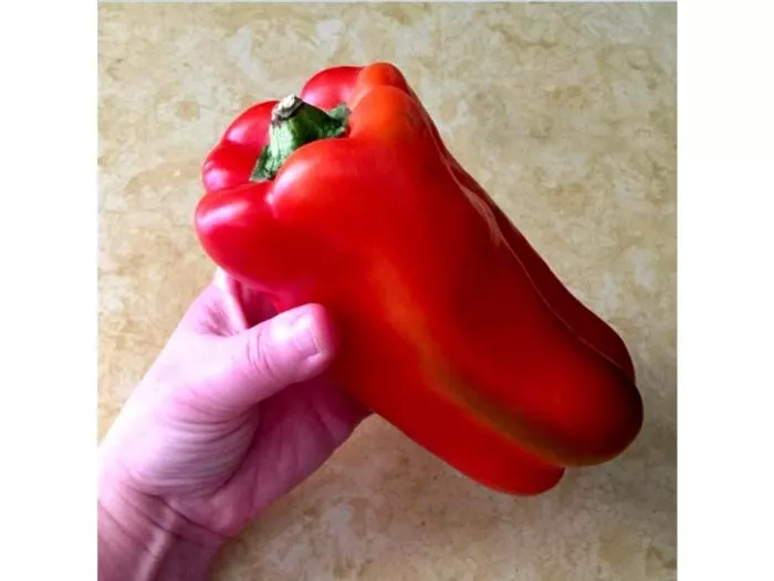 bolshoy-nachalnik-main-179415