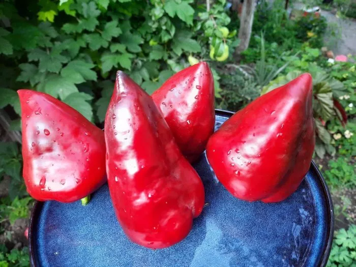 bolshoy-reus-1-190820