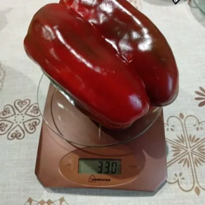 bolshoy-reus-10-190820