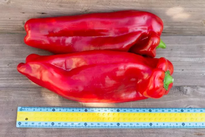 bolshoy-reus-4-190820