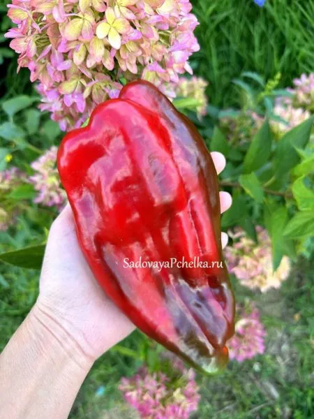 bolshoy-reus-5-190820