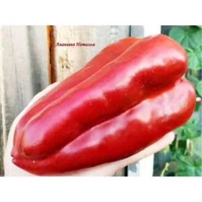 bolshoy-reus-7-190820