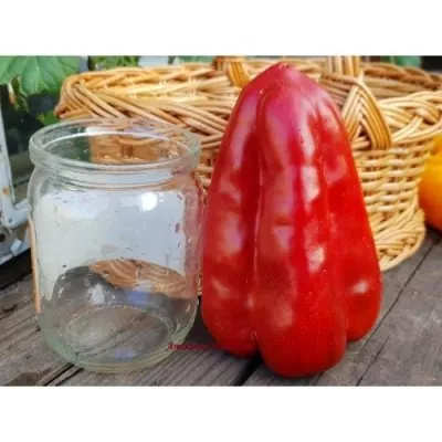 bolshoy-reus-8-190820