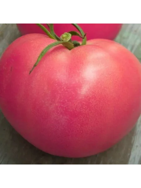 bolshoy-rozovyy-makklintok-10-172512