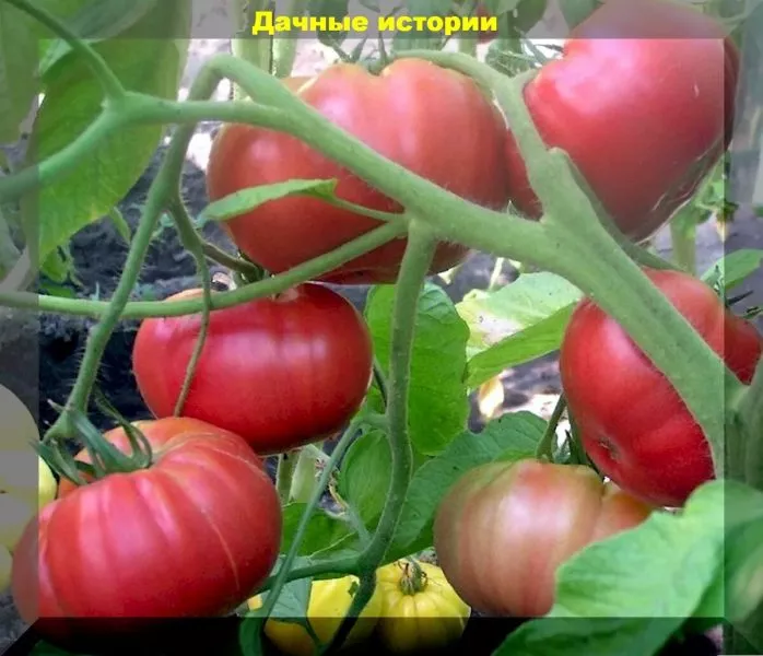 bolshoy-rozovyy-makklintok-3-172512