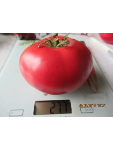 bolshoy-rozovyy-makklintok-6-172512