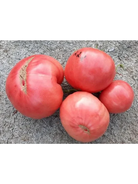 bolshoy-rozovyy-makklintok-9-172512