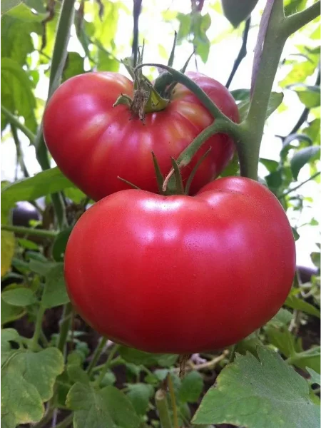 bolshoy-rozovyy-makklintok-main-172512