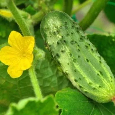 borovichok-main-201067