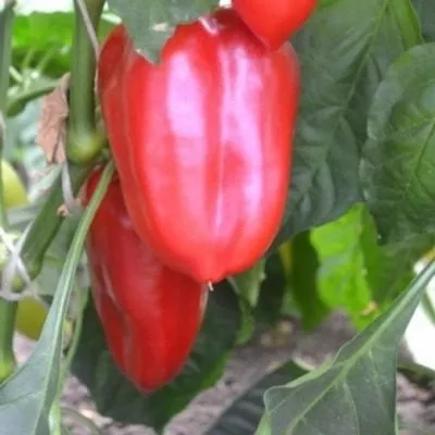 boyarynya-main-179422