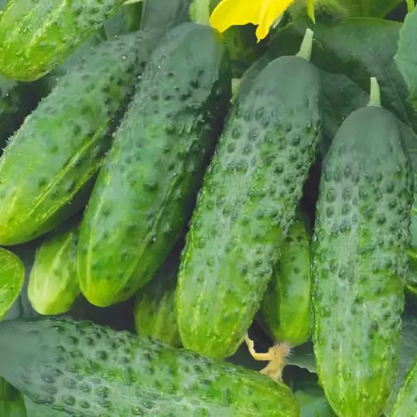 bratets-ivanushka-3-192814