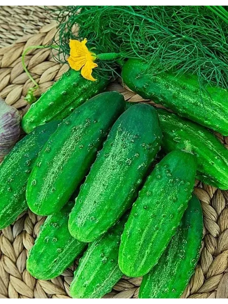 bratets-ivanushka-main-192814