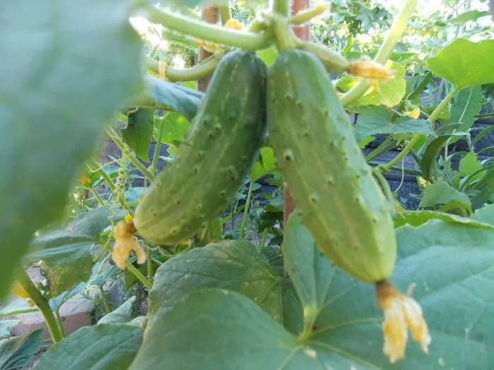 bratya-bliznetsy-3-199879