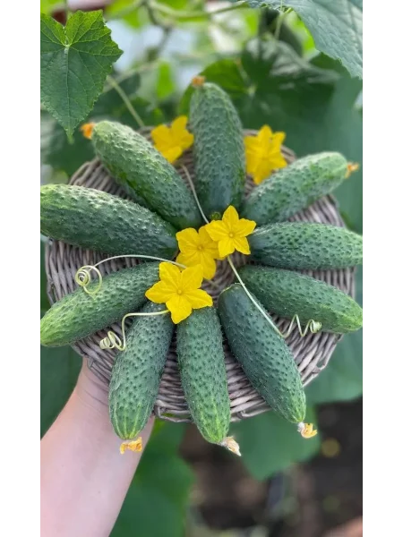 bratya-bliznetsy-main-199879