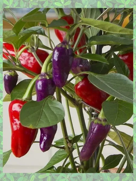 buharest-main-190833