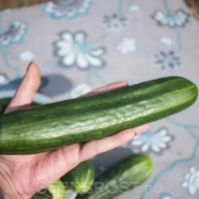 buratino-main-198449