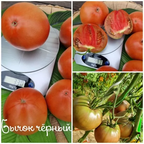 bychok-chernyy-4-175631