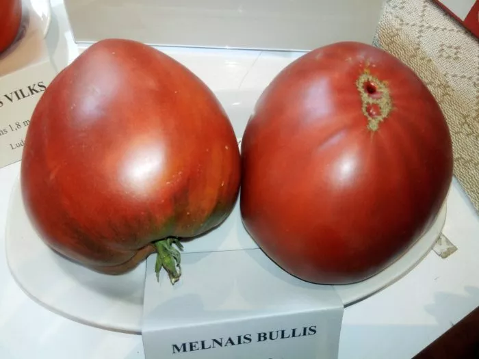 bychok-chernyy-5-175631