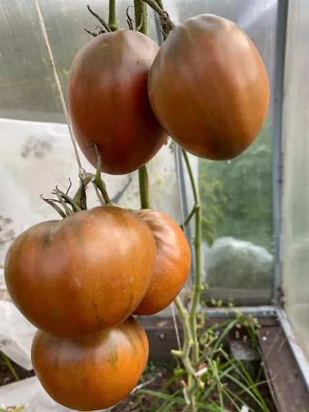 bychok-chernyy-7-175631