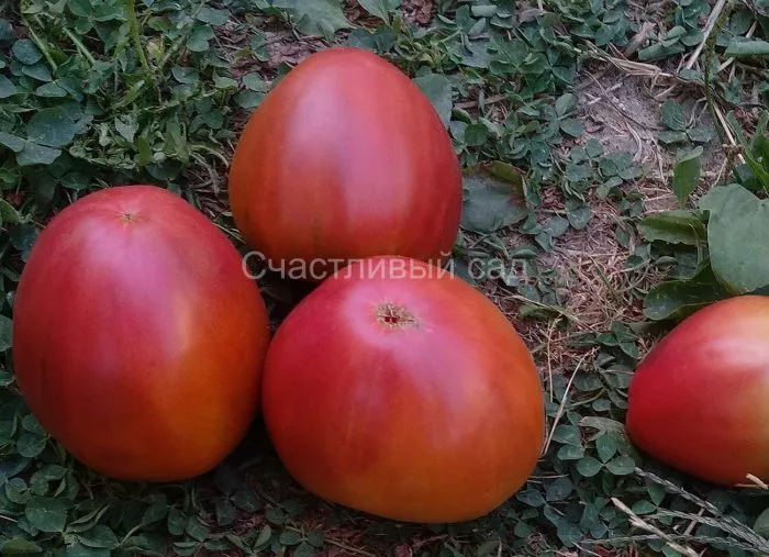 bychok-chernyy-8-175631