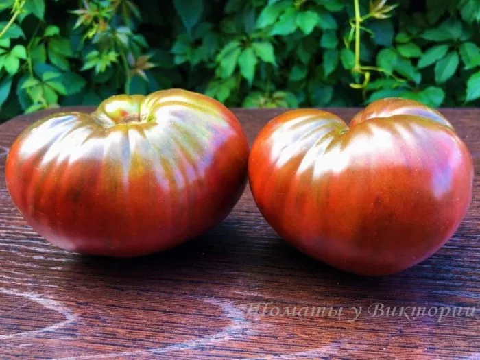 bychok-chernyy-9-175631