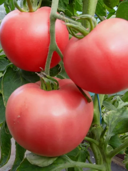 chepetskiy-main-175236