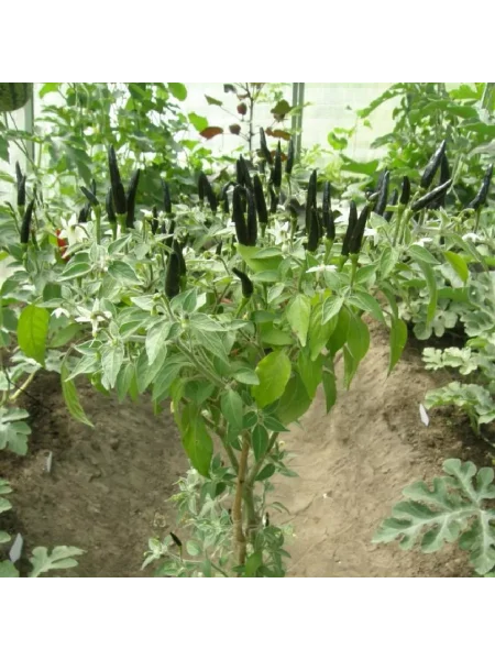 chernaya-kobra-2-181142