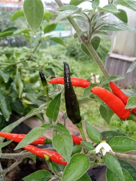 chernaya-kobra-4-181142